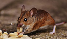 24 Hour & Emergency Exterminators in Hiwasse, AR